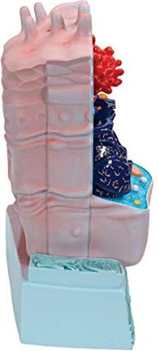 Actual product image 3B Scientific Animal Cell Model