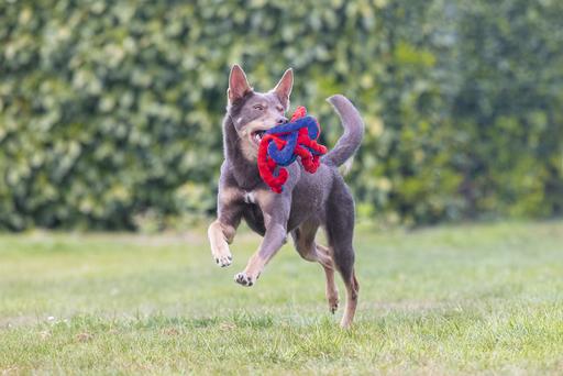 Immagine prodotto Beeztees Polpo Amy (Cane di peluche)