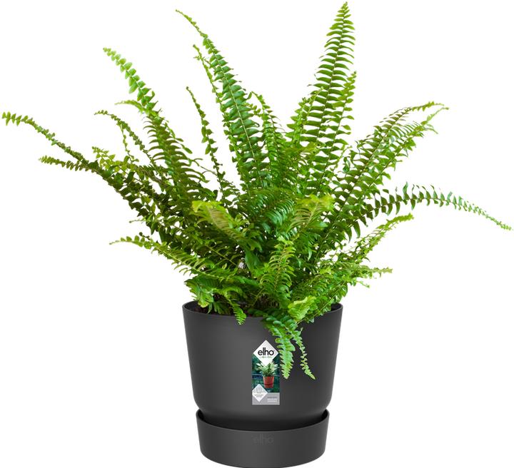 Produktbild Elho Greenville Easy Hanger (25 cm)