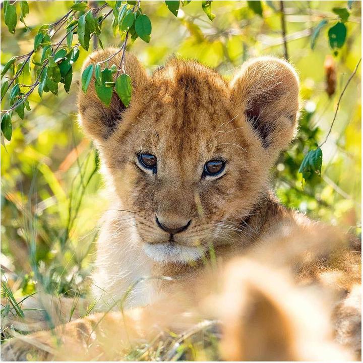 Immagine prodotto Ravensburger Panda, tigre e leone (49 pezzi)