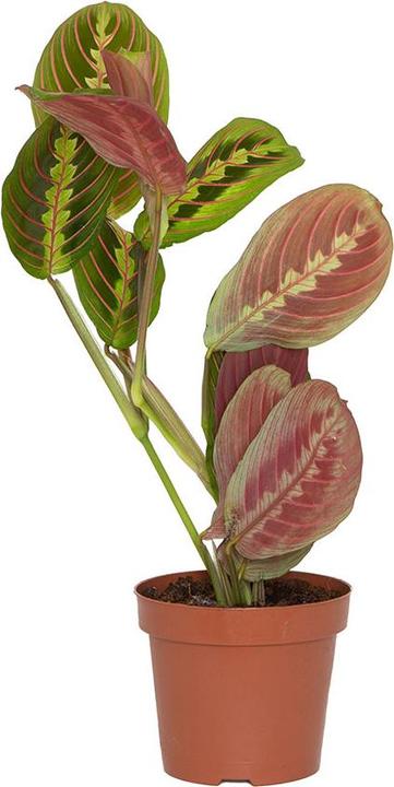 VEG and the City Tanara Pfeilwurz - Maranta leuconeura tricolor (35 cm)