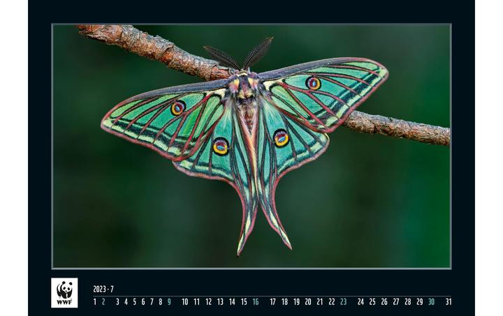 Produktbild Simplex WWF Wandkalender 2023 (48.5 x 34 cm)