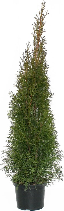 100 cm