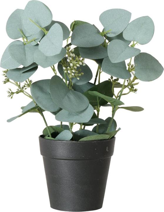 Boltze Home Eucalyptus (30 cm)