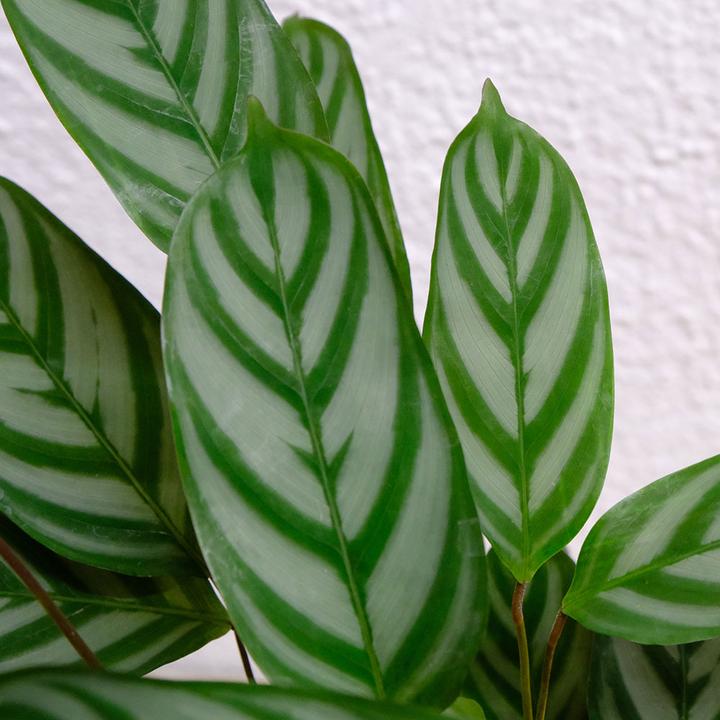 Produktbild VEG and the City Nobres (Korbmarante -Calathea compactstar) (40 cm)