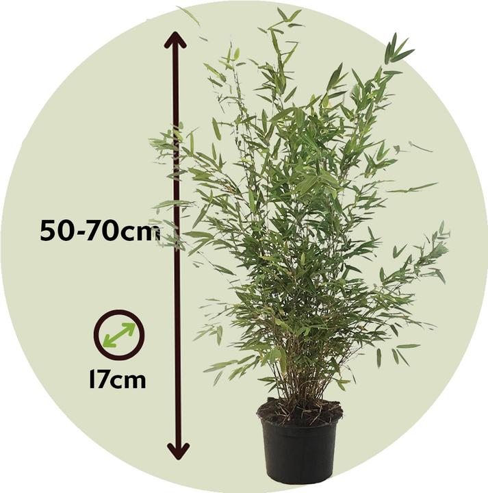 Immagine prodotto Plant in a Box Fargesia nitida 'Gansu' (70 cm)