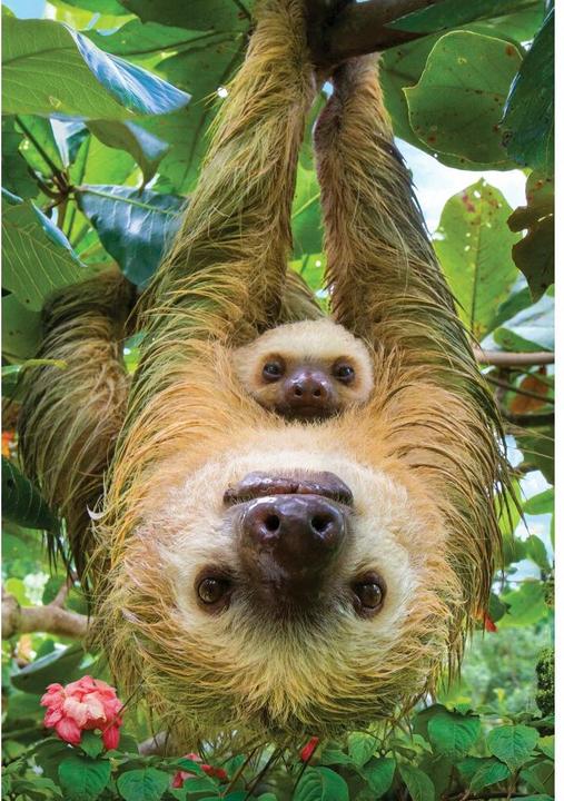 Immagine prodotto Eurographics Bradipi (250 pezzi)