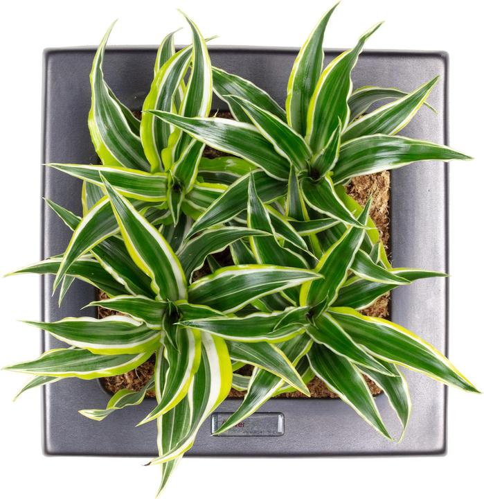 Image du produit Flowerbox Végétalisation des murs Box 25