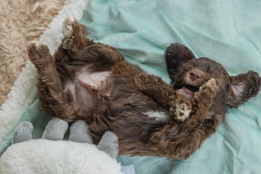 Produktbild Beeztees Puppy Cuddle Toys (Welpenspielzeug)