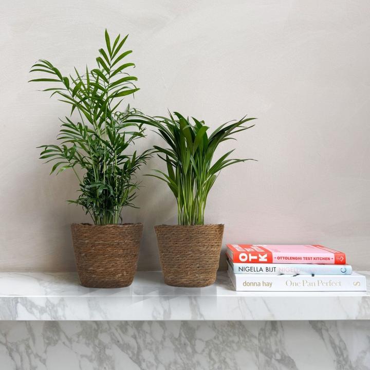 Plant in a Box Dypsis lutescens, Chamaedorea elegans - 2er Mischung Mini  Indoor Palme