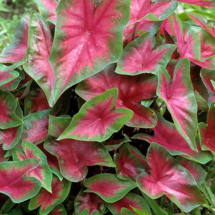 Produktbild Plant in a Box Caladium Postman Joyner - 2er-Set Arum (25 cm)