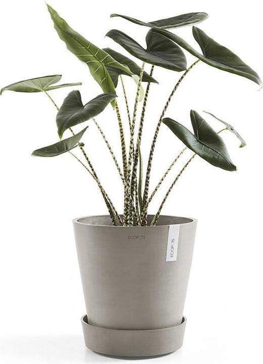 Image du produit Ecopots Saucer on Wheels