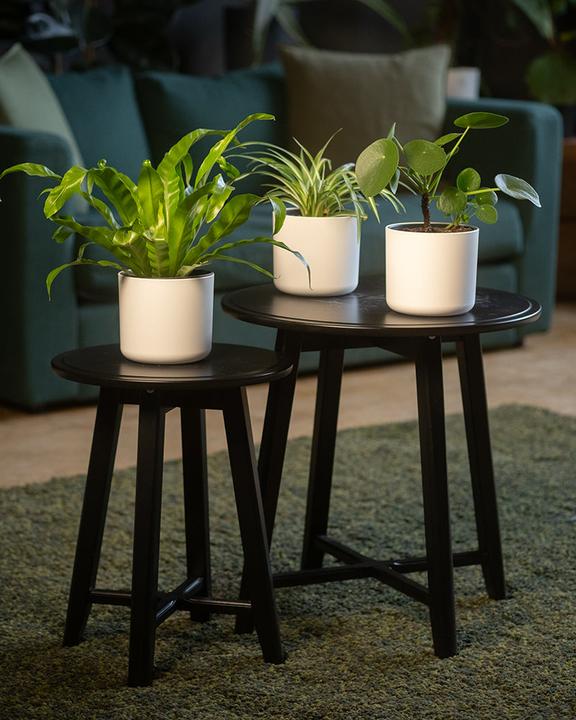 Produktbild feey Kleines tierfreundliches Pflanzen-Set (20 cm, Frisch umgetopft, Tierfreundlich)