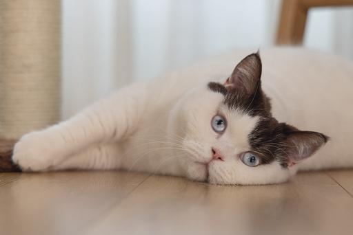 Image du produit Beeztees Bz Arbre à Chat Gina XL Brun 40x (90 cm, Marron)