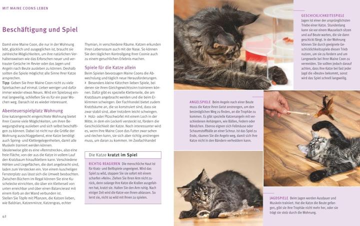 Produktbild Maine Coon (Deutsch, Birgit Kieffer, 2017)