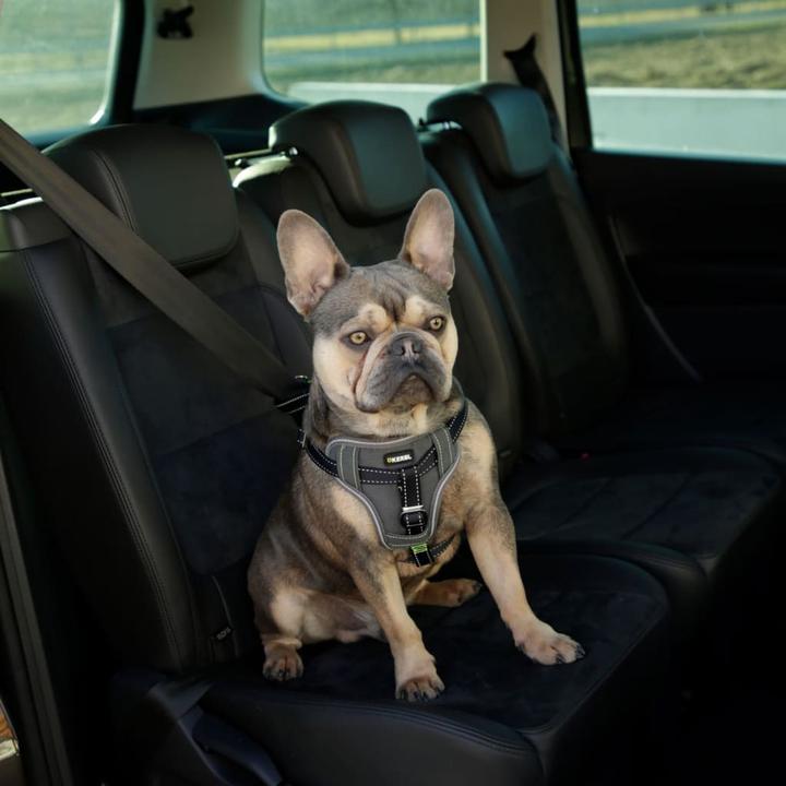 Produktbild Kerbl Autosicherheitsgeschirr (Hund, Faltbar, Sicherheitsverschluss)