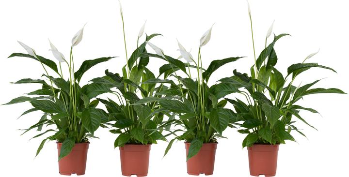 Actual product image Plant in a Box Spathiphyllum Lima - set of 4 monocots (60 cm)