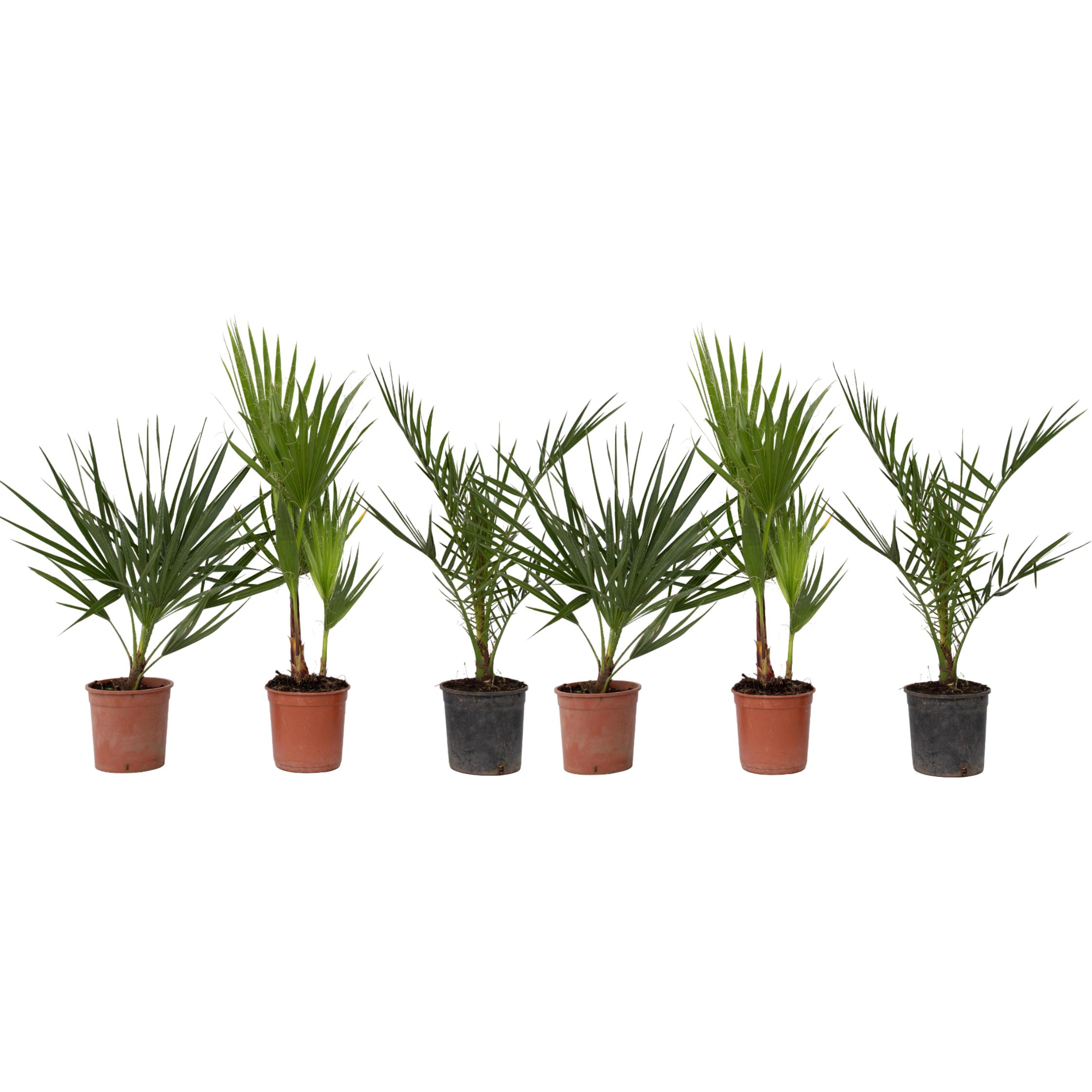 Plant in a Box, Pflanzen, Phoenix canariensis, Chamaerops Humilis, Washingtonia Robusta - 6er Set Palmen für draussen (5...