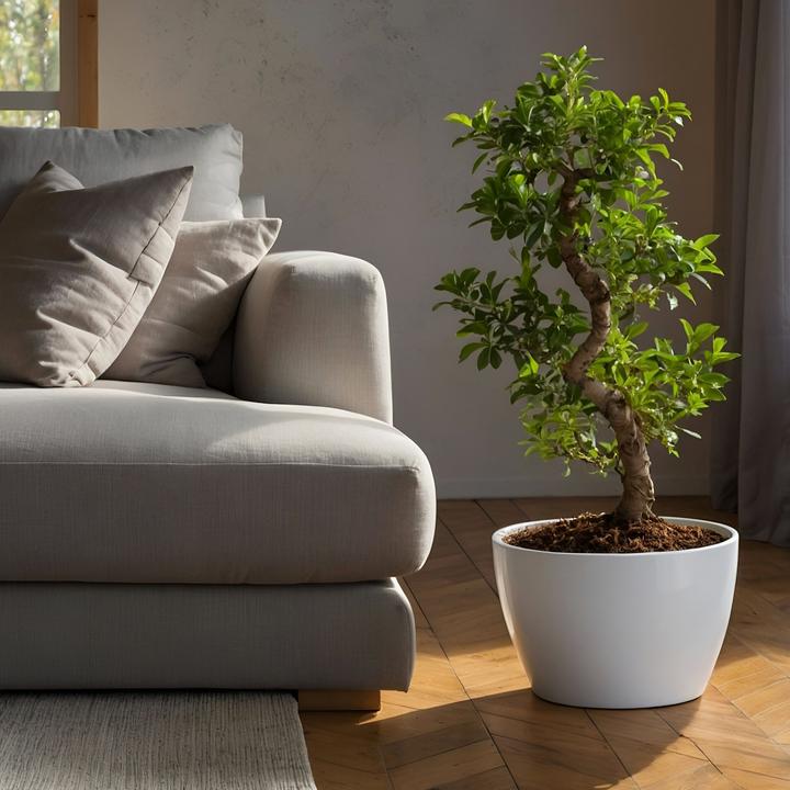 Produktbild Plant in a Box Ficus microcarpa Ginseng - S- Shape Bonsai (65 cm)