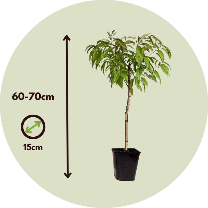 Image du produit Plant in a Box Prunus 'Bonanza', Prunus Persica 'Saturne' - Pfirsichbaumen (60 cm)