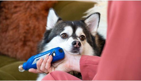 Actual product image Dremel Tierkrallenpflege (Dog)