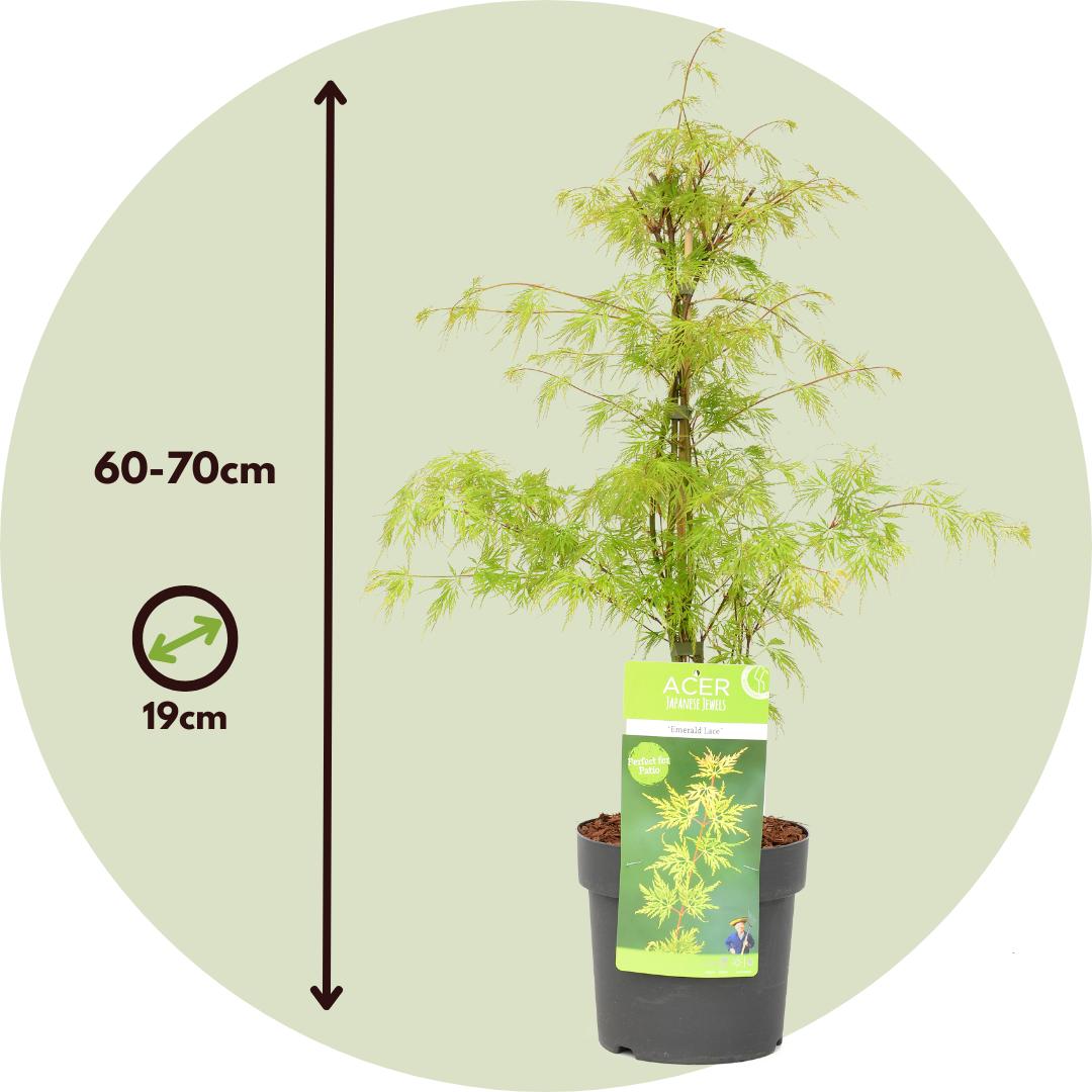Thumbnail - Plant in a Box, Pflanzen, Acer palmatum 'Emerald Lace' - 2er Set Ahornbäume (60 cm)