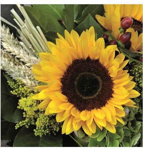 Girasole con paglia