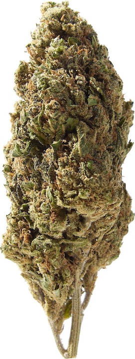 Image du produit Herba di Berna Harlequin (100 g, Intérieur)