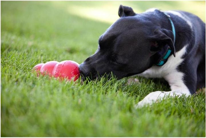 Immagine prodotto KONG Classico (Reperimento, Giocattolo per cani, Gioco da masticare per cani)