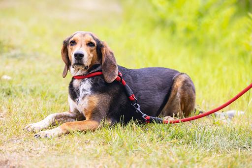 Produktbild Beeztees Parinca Hundeleine rund (Hund, Allgemein)