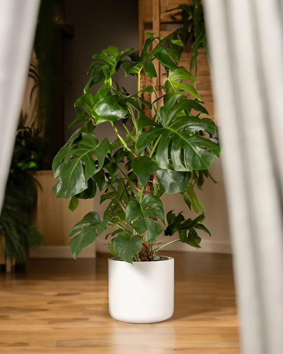 Image du produit feey Monstera XL (120 cm, Fraîchement rempotés)