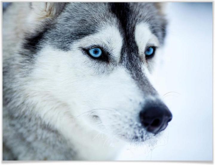 Image du produit Trenddeko Des yeux bleus glacés (80 x 60 cm)