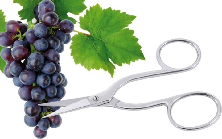 Image du produit Contacto Ciseaux à raisin L : 16cm (16 cm)