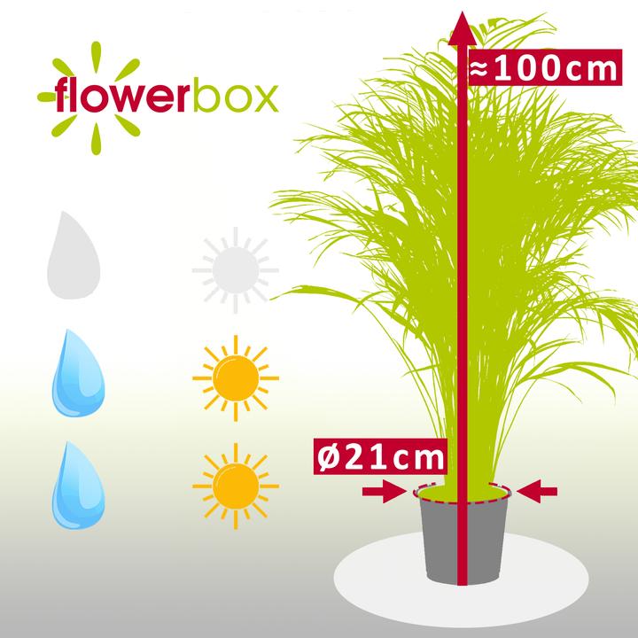 Produktbild Flowerbox Goldfruchtpalme - Areca Dypsis Lutescens (100 cm)