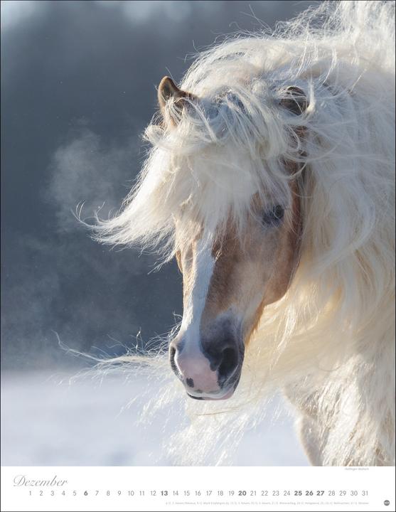 Produktbild Pferde Classics Posterkalender 2026