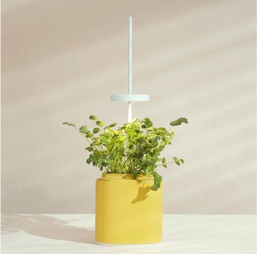 Immagine prodotto Prêt à Pousser Herb Pot Nano, giallo mimosa (13.50 cm)