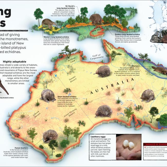 Produktbild What's Where on Earth? Animal Atlas (Englisch, Dorling Kindersley Ltd., 2021)