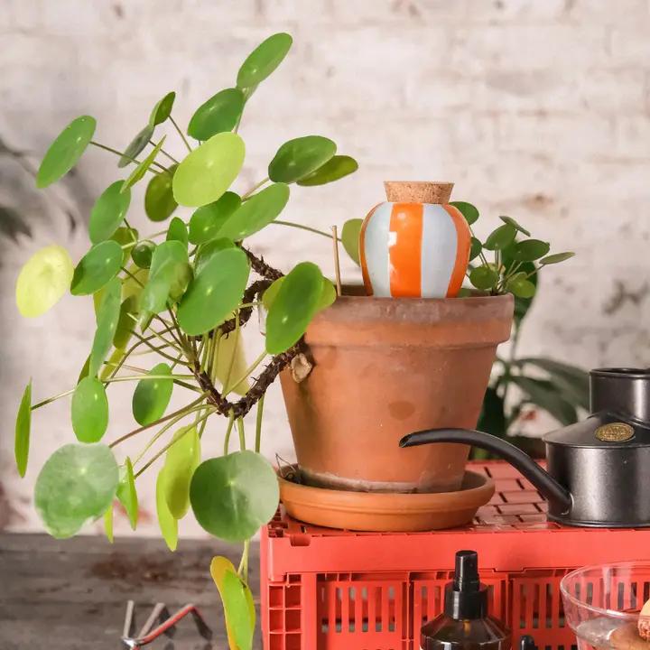 Image du produit Olla Selbstbewässerungssystem (Cône d'argile)