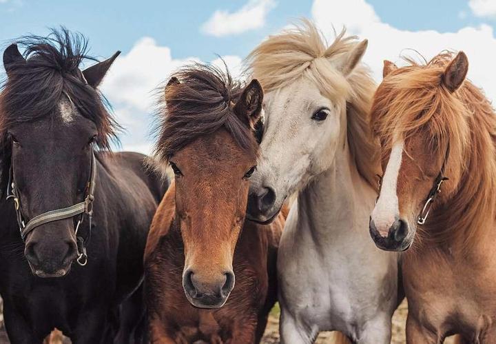 Produktbild Ravensburger Pferdeliebe (48 Teile)