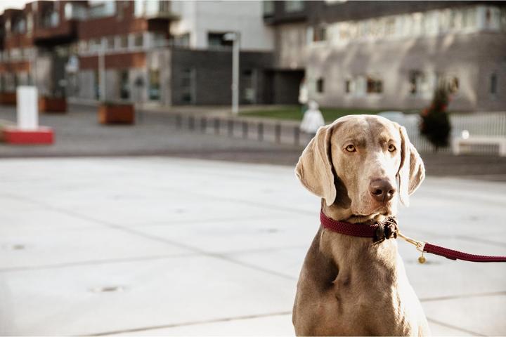 Produktbild Kentucky Dogwear Geknüpfte Nylon Hundeleine (L, Hund)
