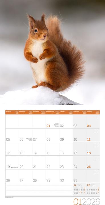 Actual product image Eichhörnchen Kalender 2026 - 30x30