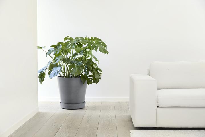 Produktbild Ecopots Saucer on Wheels