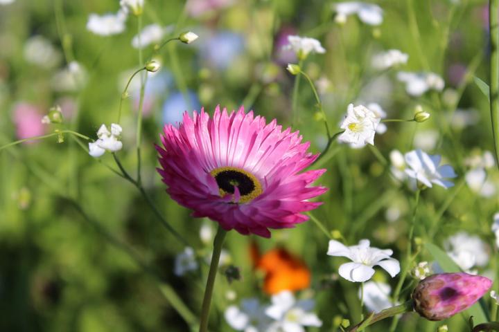 Image du produit Ökohum Bodensee Blütentraum Augenweide (Graines de fleurs)