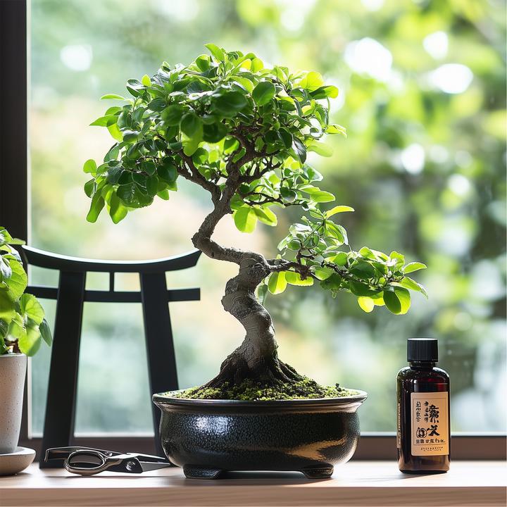 Plant in a Box Bonsai - Bonsaibaume - kaufen bei Galaxus - Galaxus