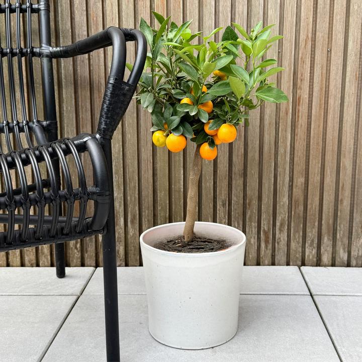 Immagine prodotto Plant in a Box Citrus Mitis Calamondin - Albero delle arance (55 cm)