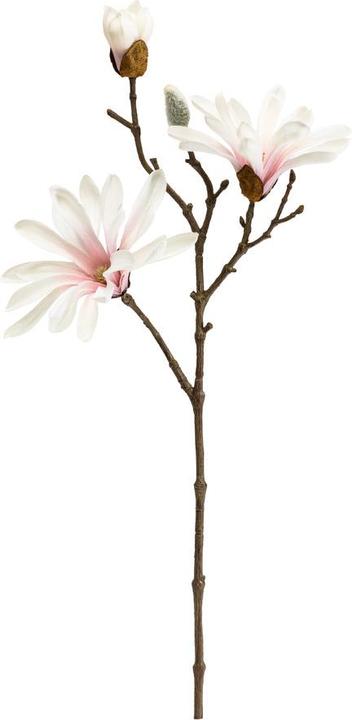 Produktbild pfister Magnolia