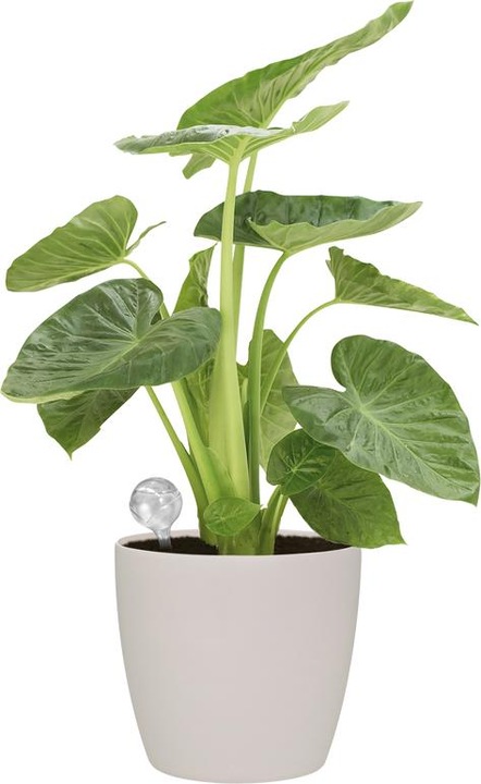 Actual product image Elho Aqua Care irrigation ball transparent (Irrigation balls)