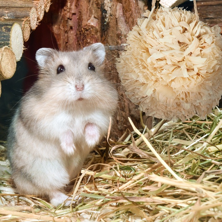 Productafbeelding Relaxdays Hamster Accessoires Set