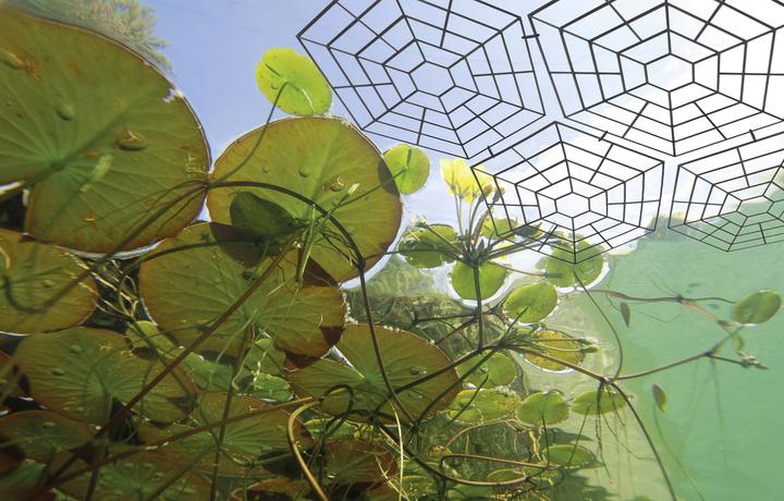 Actual product image Gardigo Bird repellent Pond Protectio