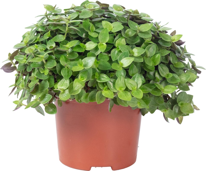 Immagine prodotto Flowerbox Kriechendes Schönpolster - Callisia Turtle "Smit Eden Elegance" (15 cm)